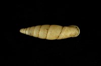 藏品(黎氏臺灣煙管蝸牛)的圖片